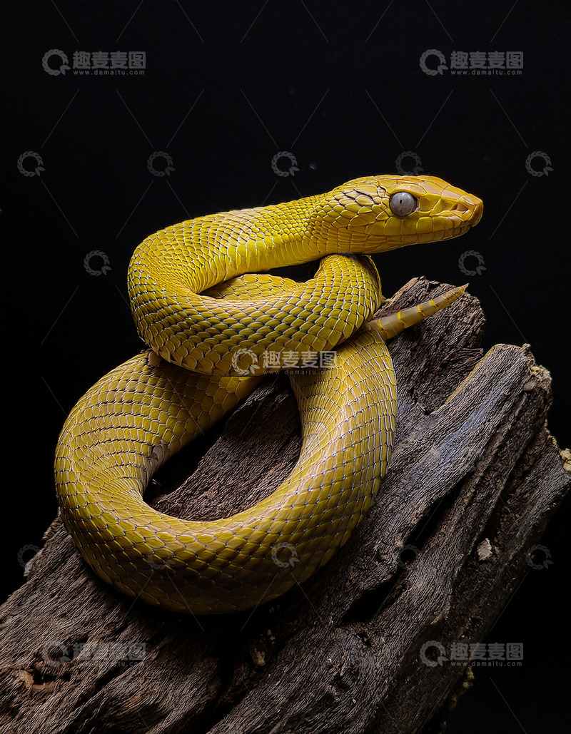 高清大图下载【趣麦麦图】金黄蛇于朽木的优雅盘踞