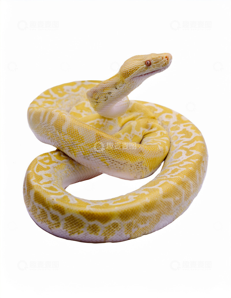 高清大图下载【趣麦麦图】黄白相间蟒蛇的盘绕姿态