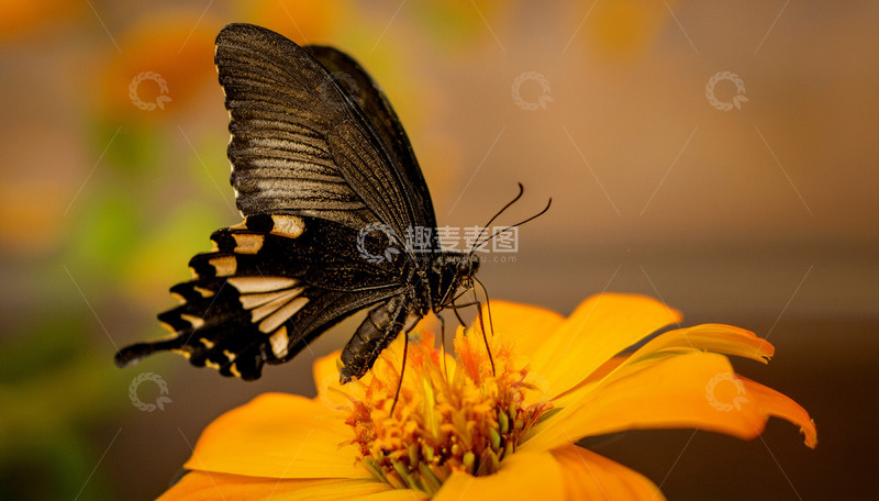 高清大图下载【趣麦麦图】黑蝶静栖橙黄花朵