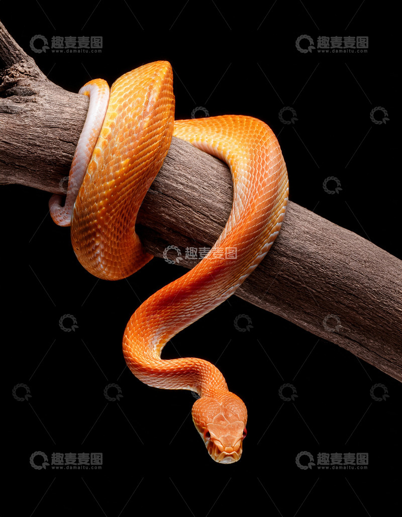 高清大图下载【趣麦麦图】橙蛇树枝上的灵动造型