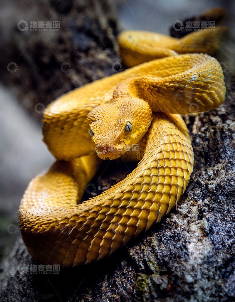 高清大图下载【趣麦麦图】金黄蛇于岩石的盘踞之态