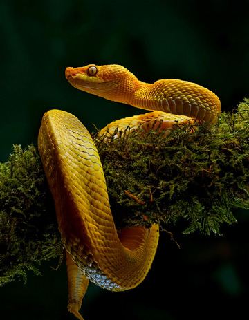 金黄蛇在苔藓枝的警觉造型