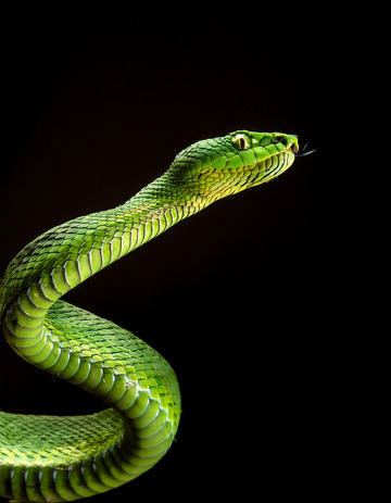 翠绿蛇吐信的灵动瞬间