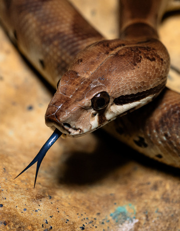 棕蛇吐信的微观瞬间