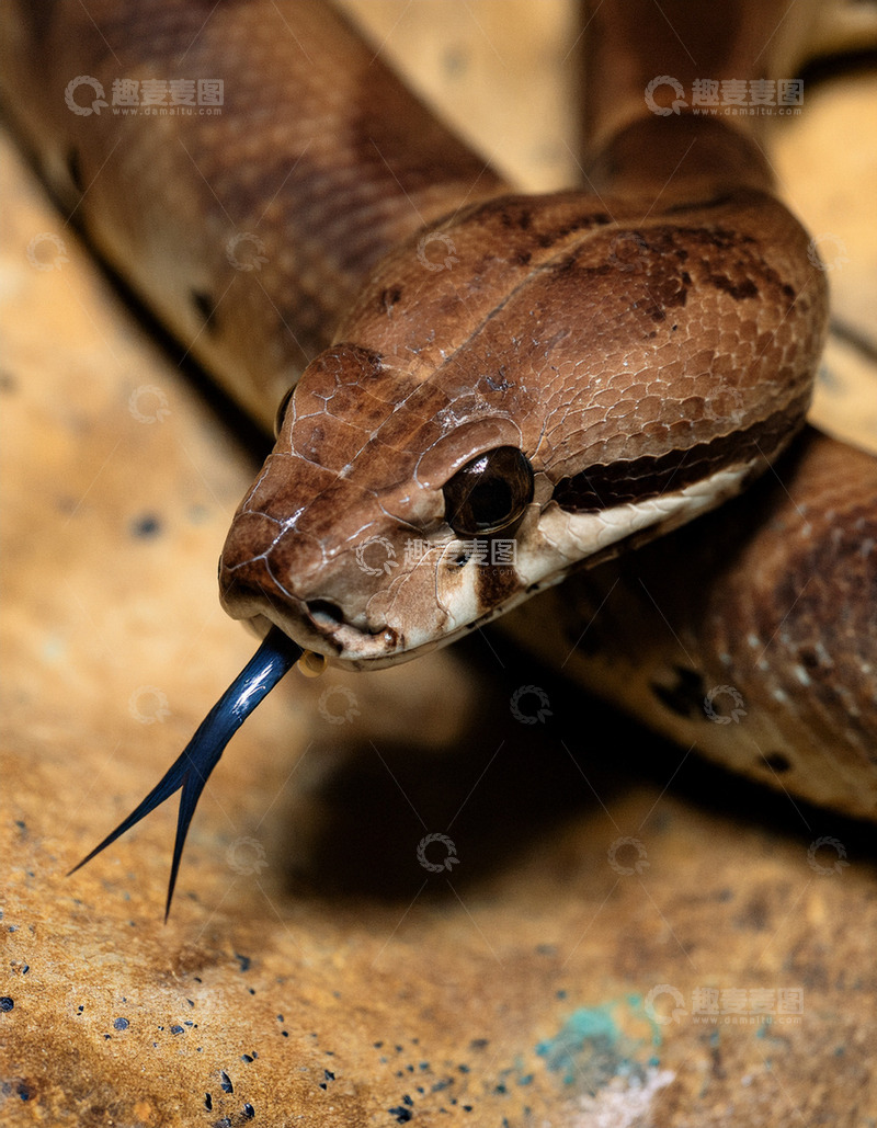 高清大图下载【趣麦麦图】棕蛇吐信的微观瞬间