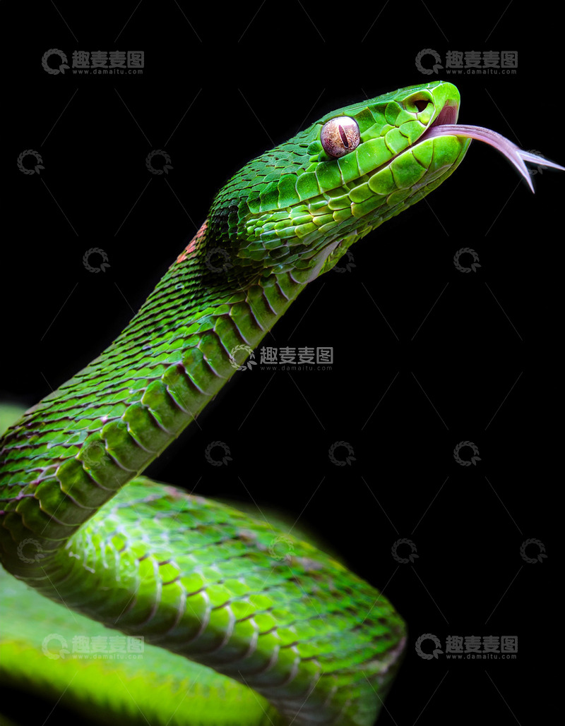 高清大图下载【趣麦麦图】绿蛇吐信的警觉特写