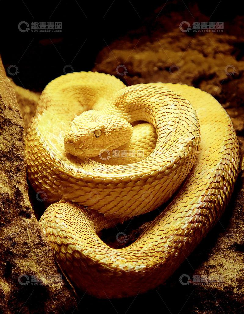 高清大图下载【趣麦麦图】金黄蛇在暗岩的盘绕造型