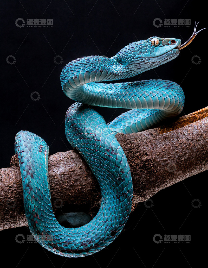 高清大图下载【趣麦麦图】蓝色蛇树枝上的盘绕姿态