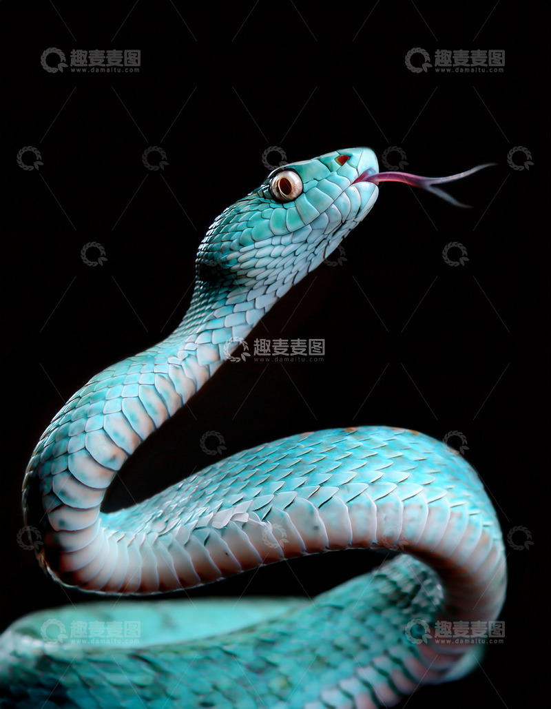 高清大图下载【趣麦麦图】蓝绿色蛇伸舌的神态