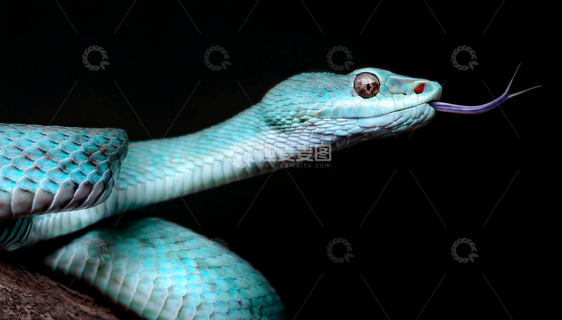 高清大图下载【趣麦麦图】蓝绿蛇黑背景下的优雅吐信