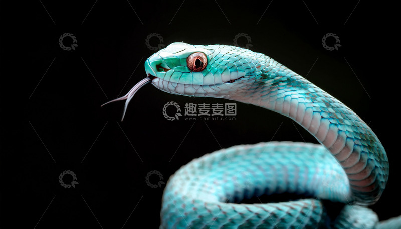 高清大图下载【趣麦麦图】蓝绿蛇在黑背景下的吐信