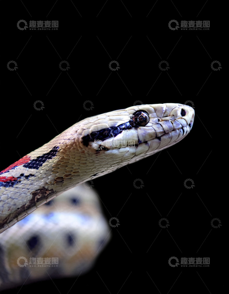 高清大图下载【趣麦麦图】花纹蛇头部的独特纹理