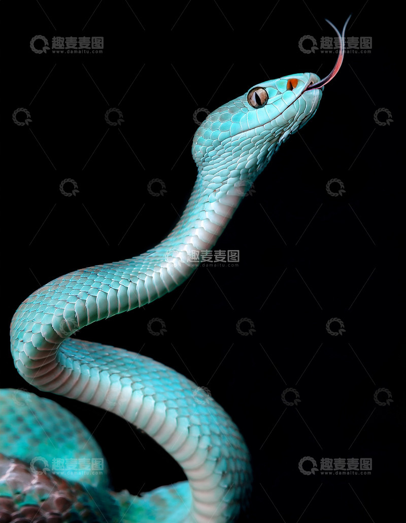 高清大图下载【趣麦麦图】蓝绿色蛇吐信的优雅姿态