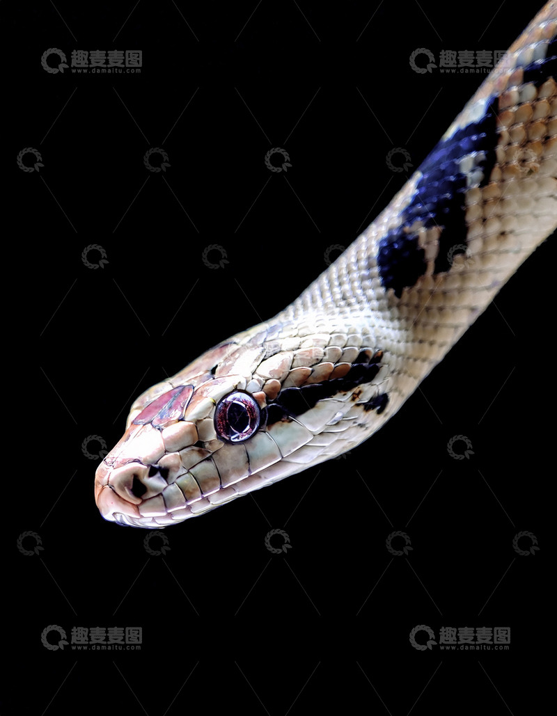 高清大图下载【趣麦麦图】花纹蛇头部的精致特写