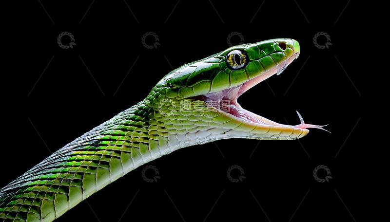 高清大图下载【趣麦麦图】绿蛇张嘴吐信的瞬间姿态
