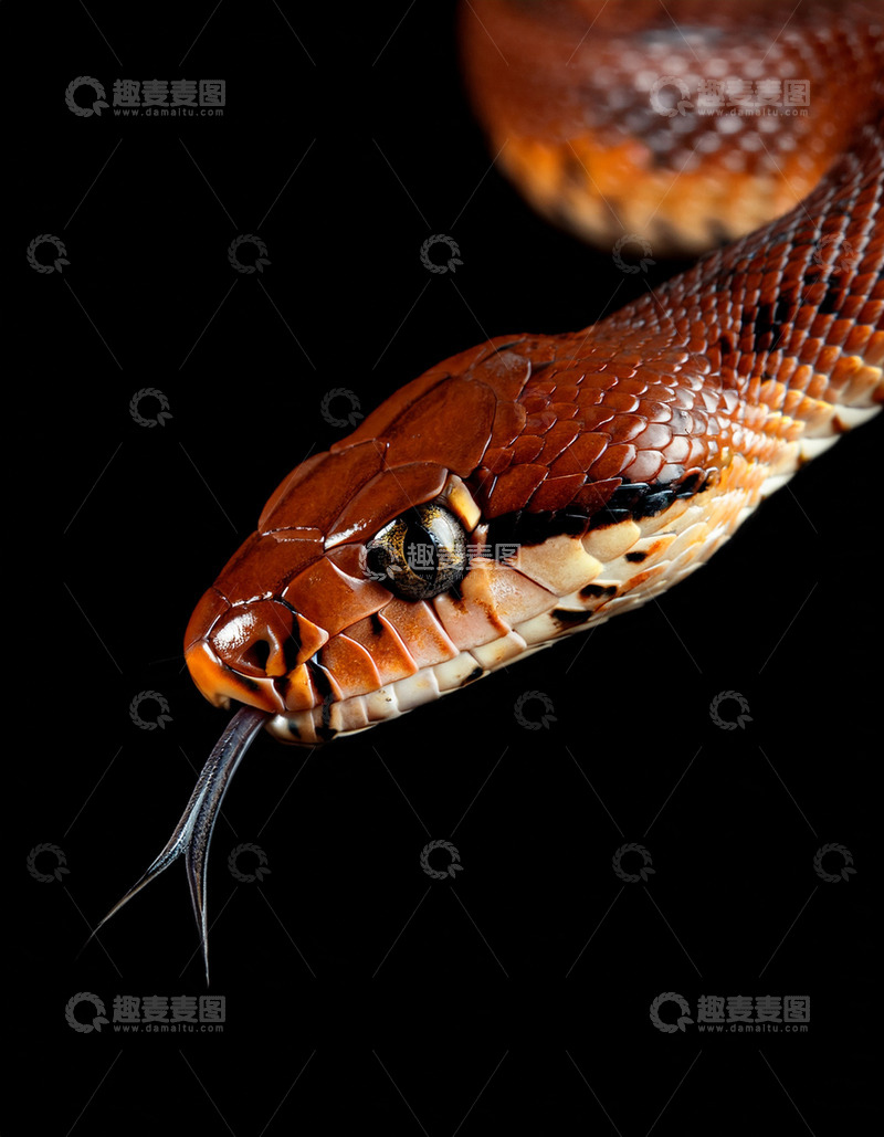 高清大图下载【趣麦麦图】红棕蛇吐信的特写镜头