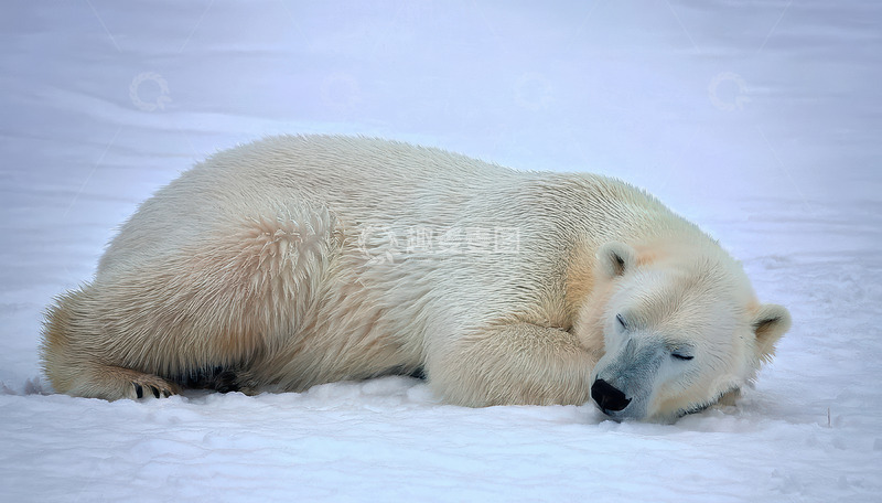高清大图下载【趣麦麦图】北极熊雪地中卧睡休憩