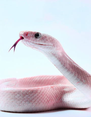 粉色蛇吐信的优雅姿态