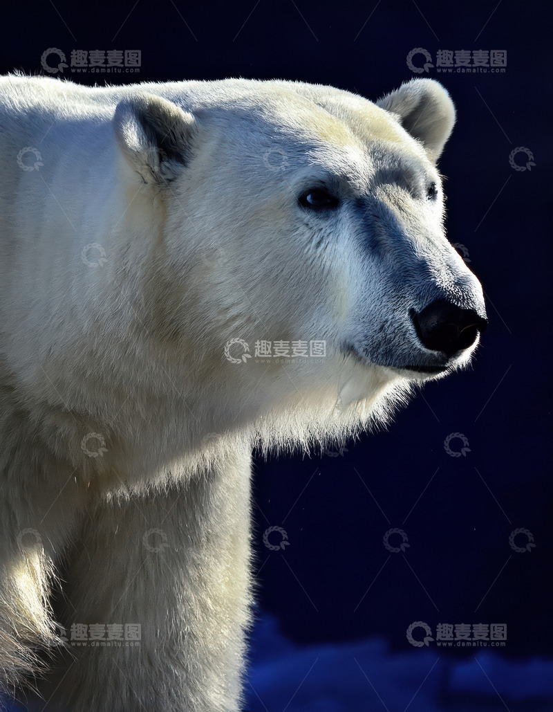 高清大图下载【趣麦麦图】北极熊暗夜侧面轮廓特写