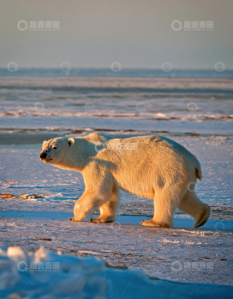 高清大图下载【趣麦麦图】北极熊冰面踏雪前行