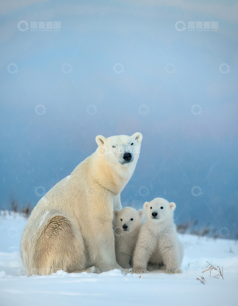 高清大图下载【趣麦麦图】母熊与双幼崽雪地共坐