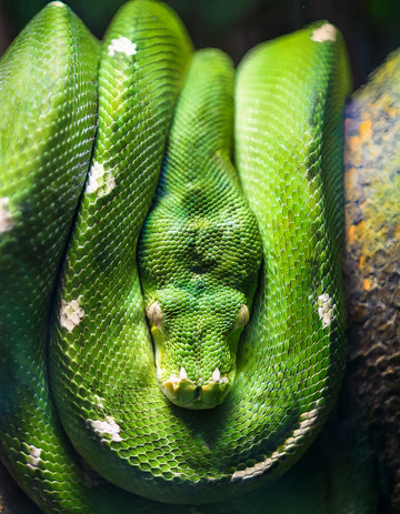 翠绿蟒蛇的盘绕休憩姿态