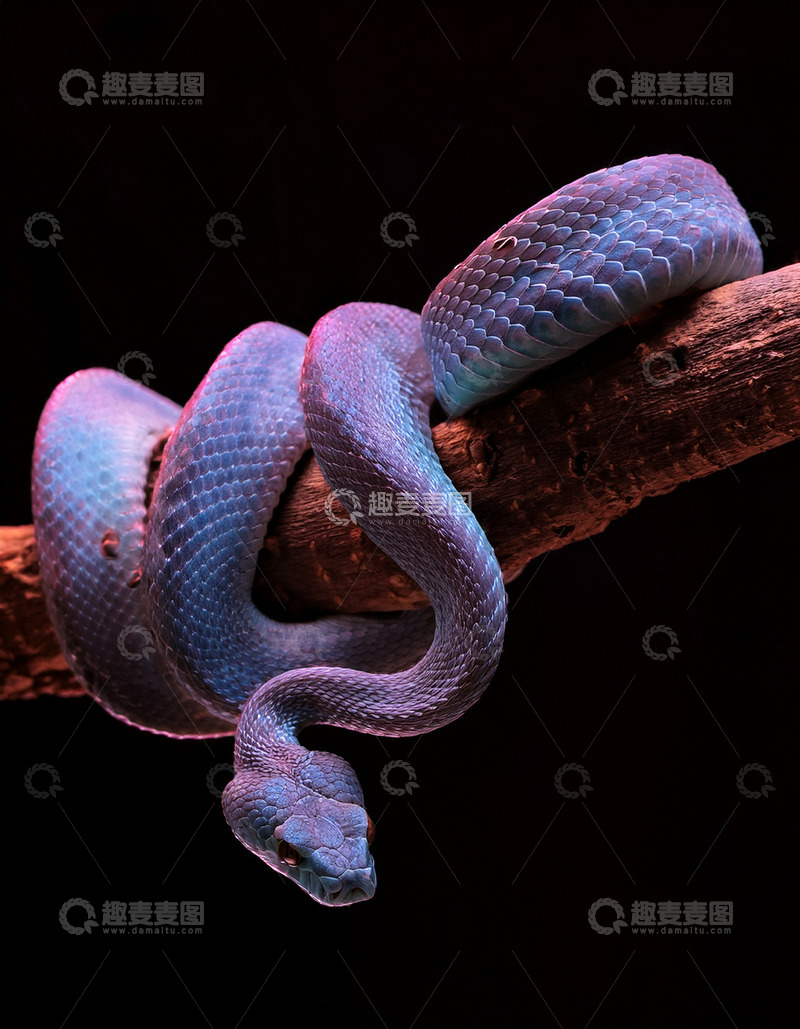 高清大图下载【趣麦麦图】紫蓝色蛇树枝上的休憩模样