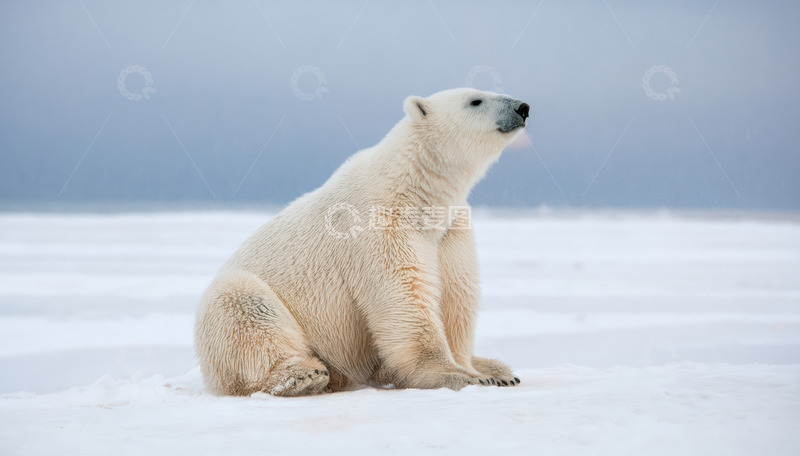 高清大图下载【趣麦麦图】雪地中静坐着的北极熊