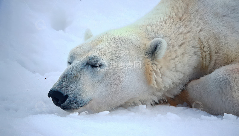 高清大图下载【趣麦麦图】北极熊雪地中闭眼酣睡