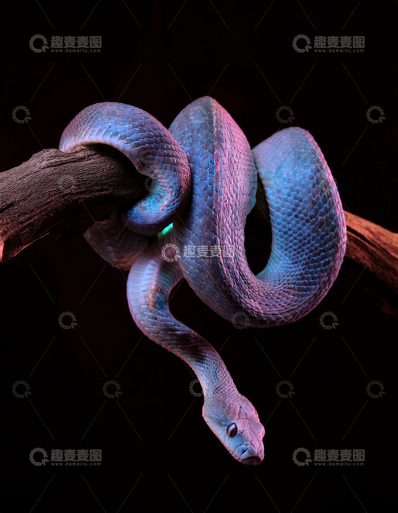 高清大图下载【趣麦麦图】紫蓝色蛇树枝上的优雅盘绕