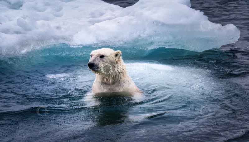 高清大图下载【趣麦麦图】北极熊在冰海间游泳