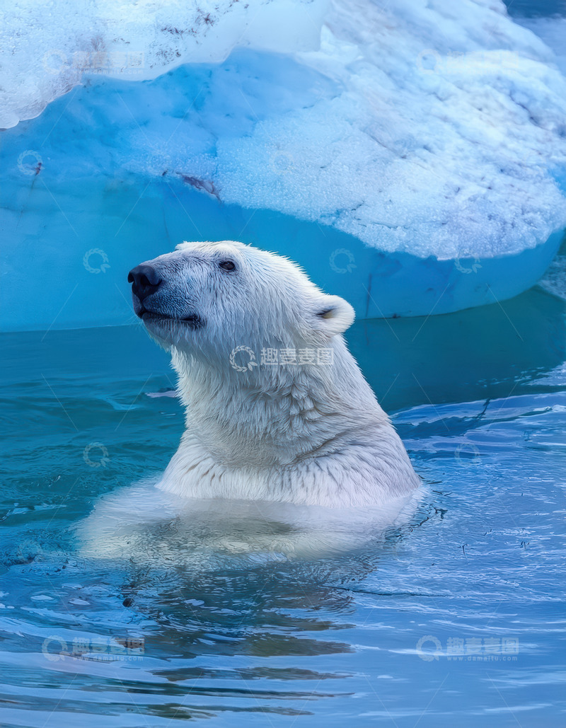 高清大图下载【趣麦麦图】北极熊冰海抬头浮于水面