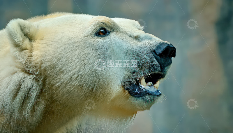 高清大图下载【趣麦麦图】北极熊张嘴露齿似在吼叫