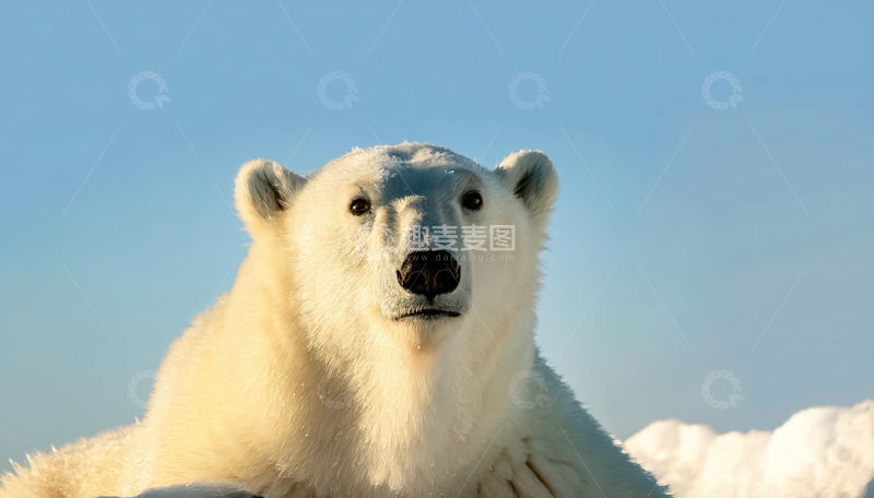 高清大图下载【趣麦麦图】北极熊蓝天背景下休憩