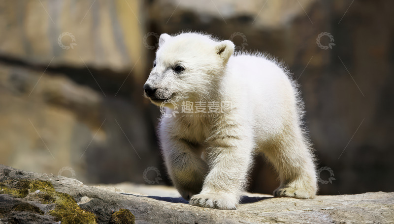 高清大图下载【趣麦麦图】北极熊幼崽岩石上行走
