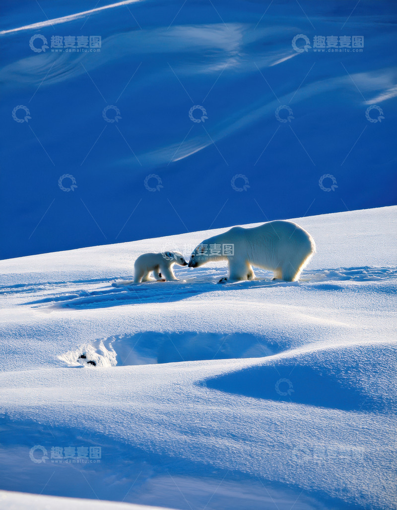 高清大图下载【趣麦麦图】母幼北极熊雪地亲昵互动