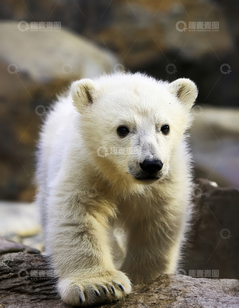 高清大图下载【趣麦麦图】北极熊幼崽岩石上可爱行走