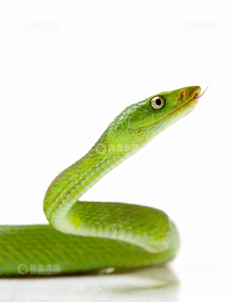高清大图下载【趣麦麦图】绿蛇吐信的警觉瞬间
