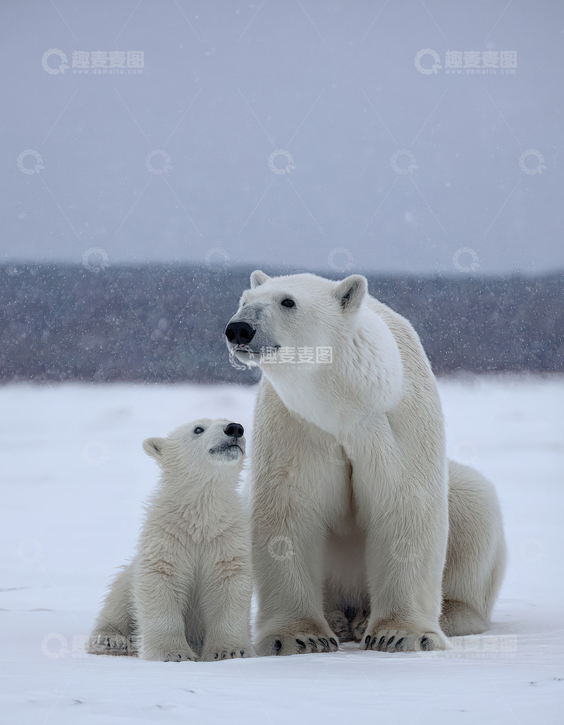 高清大图下载【趣麦麦图】母幼北极熊雪地互动凝望