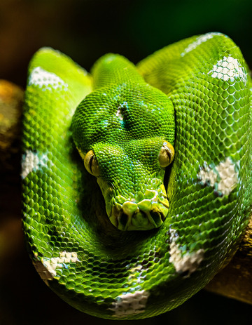 翠绿蟒蛇的休憩造型