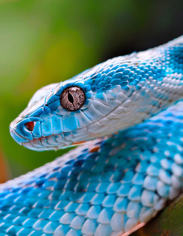 蓝蛇头部侧面的精致纹理