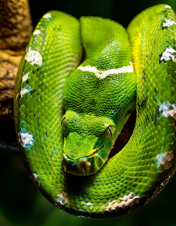 翠绿蟒蛇的静谧盘绕