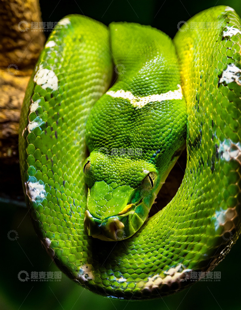 高清大图下载【趣麦麦图】翠绿蟒蛇的静谧盘绕