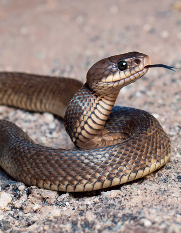 棕蛇吐信的野外瞬间