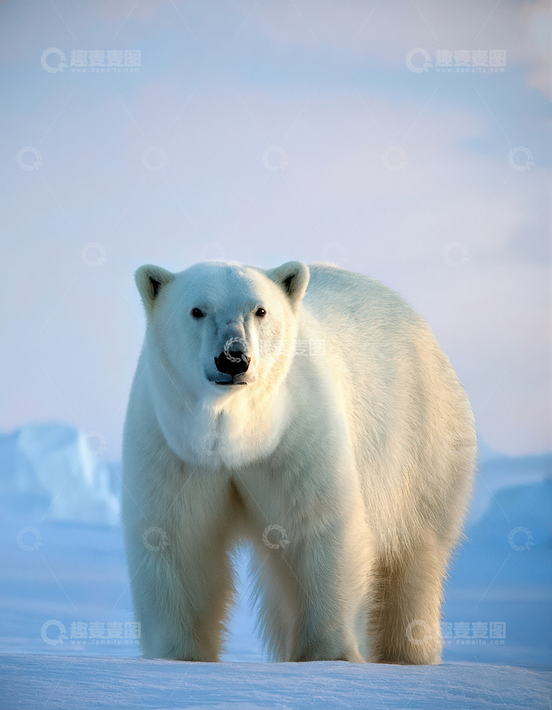 高清大图下载【趣麦麦图】北极熊雪地前方向前凝视