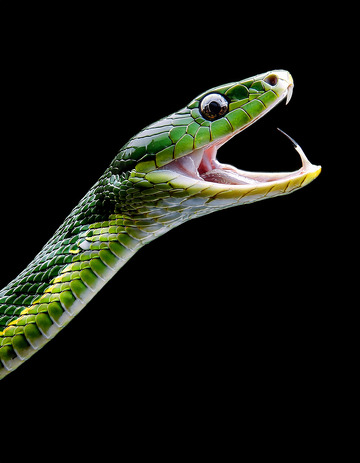 绿蛇张嘴吐信的警觉瞬间