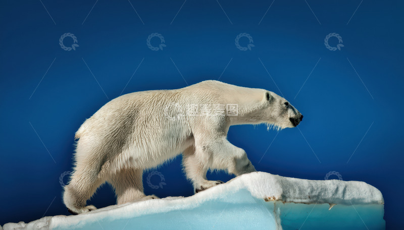 高清大图下载【趣麦麦图】北极熊行走在冰面之上