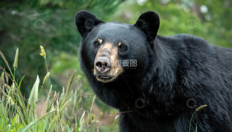 高清大图下载【趣麦麦图】黑熊草丛中驻足观察