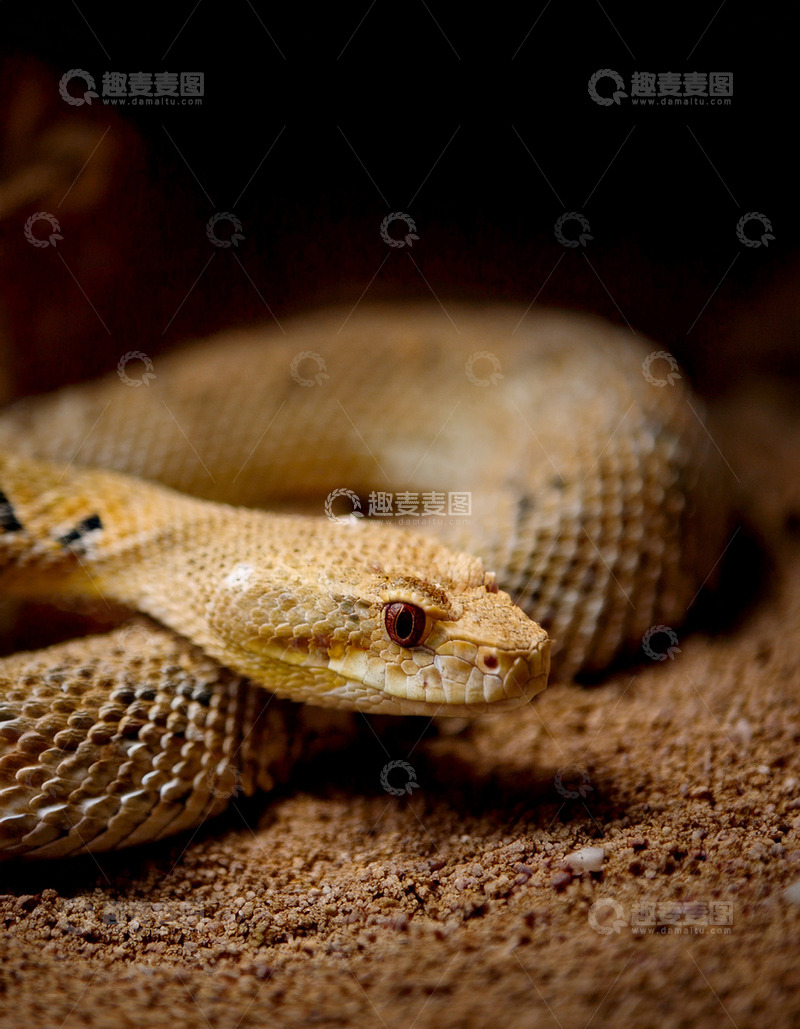 高清大图下载【趣麦麦图】棕蛇在沙地的盘绕造型