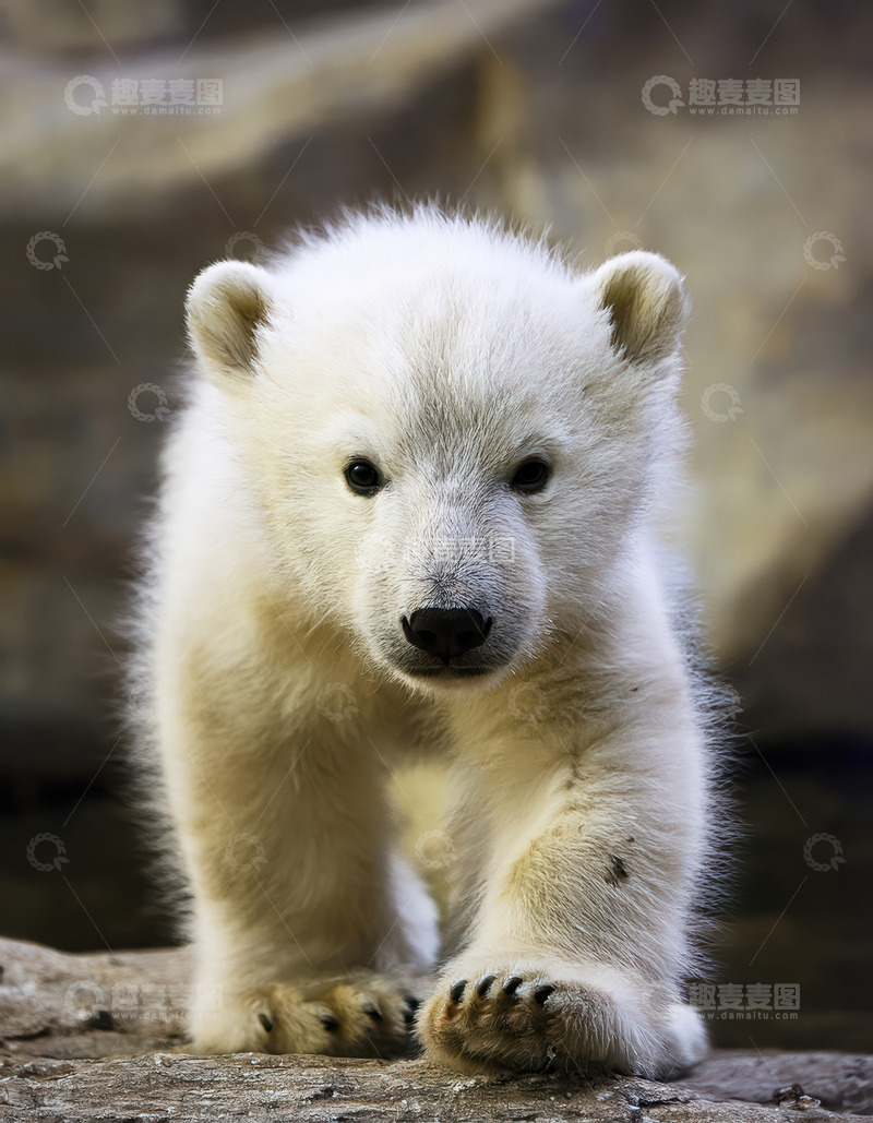 高清大图下载【趣麦麦图】北极熊幼崽专注前行瞬间